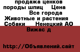 продажа ценков породы шпиц  › Цена ­ 35 000 - Все города Животные и растения » Собаки   . Ненецкий АО,Вижас д.